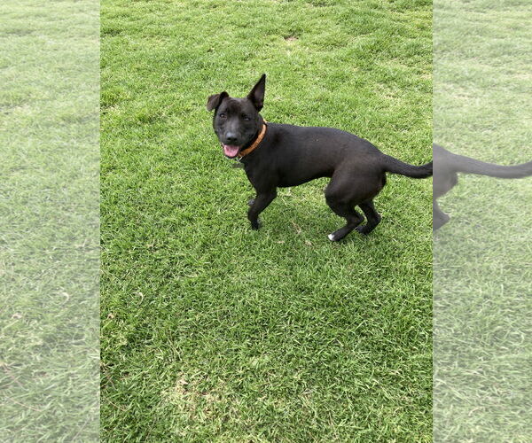 Medium Photo #8 Staffordshire Bull Terrier-Unknown Mix Puppy For Sale in San Diego, CA, USA