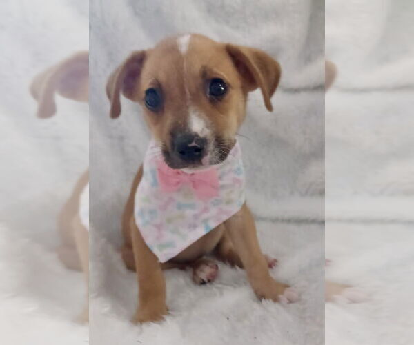 Medium Photo #2 Chihuahua-Unknown Mix Puppy For Sale in Jefferson, NJ, USA