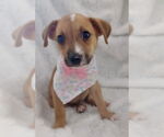 Small #1 Chihuahua Mix