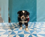Small Photo #1 Australian Shepherd Puppy For Sale in CENTER, KY, USA