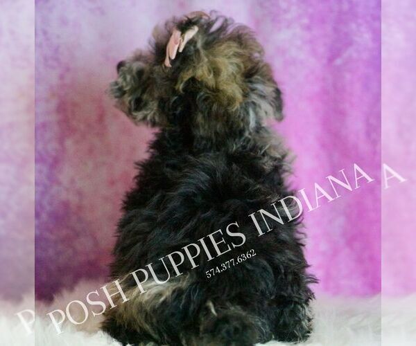 Medium Photo #6 Poodle (Toy) Puppy For Sale in WARSAW, IN, USA