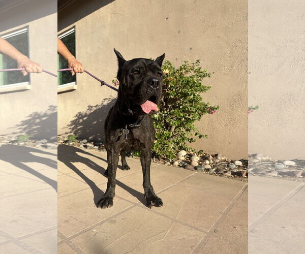 Medium Photo #1 Mutt Puppy For Sale in Goodyear, AZ, USA