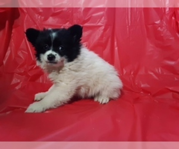 Medium Photo #3 Pomeranian Puppy For Sale in SCOTTVILLE, MI, USA