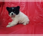 Small Photo #3 Pomeranian Puppy For Sale in SCOTTVILLE, MI, USA
