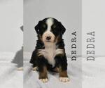 Puppy Debra Bernese Mountain Dog