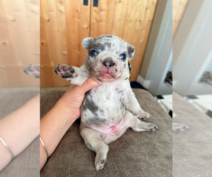 French Bulldog Puppy for Sale in SUISUN CITY, California USA