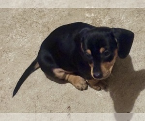 Dachshund Puppy for sale in MARSHALL, NC, USA
