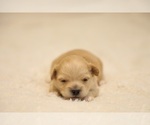 Small Photo #4 Bichpoo-ShihPoo Mix Puppy For Sale in LIBERTY, MO, USA