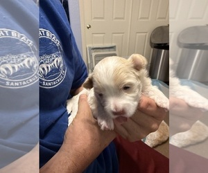 Zuchon Puppy for sale in FOLSOM, CA, USA