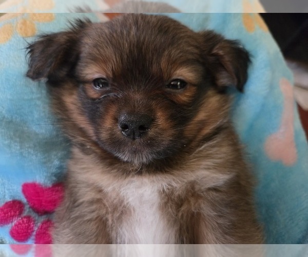Medium Photo #17 Maltipom Puppy For Sale in HUDSON, MA, USA