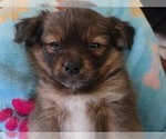 Small #16 Maltipom