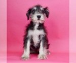 Small Photo #1 Schnauzer (Miniature) Puppy For Sale in WARSAW, IN, USA