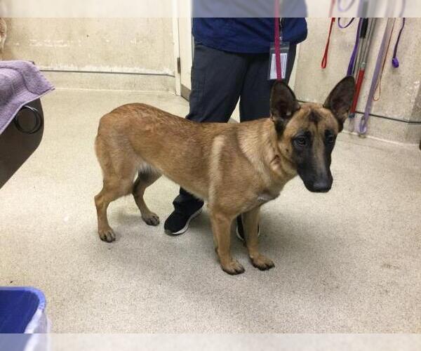 Medium Photo #1 Mutt Puppy For Sale in Riverside, CA, USA