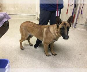 Mutt Dogs for adoption in Riverside, CA, USA