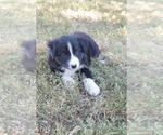 Puppy Sparky Australian Shepherd