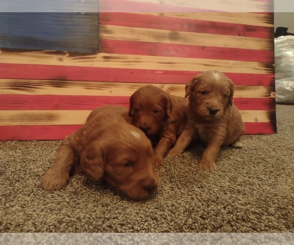 Medium Photo #14 Goldendoodle Puppy For Sale in SONORA, KY, USA