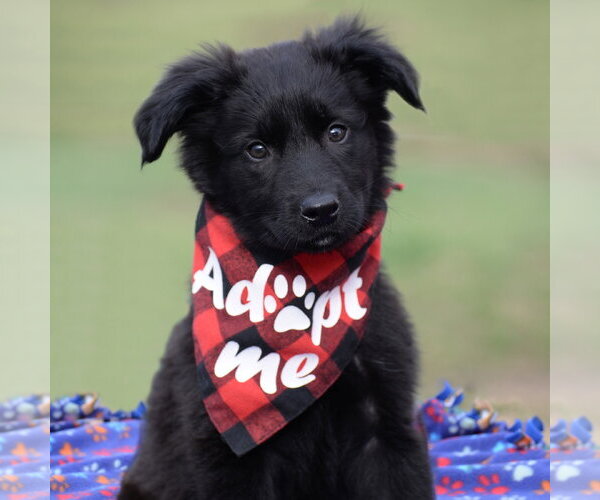 Medium Photo #1 German Shepherd Dog-Unknown Mix Puppy For Sale in Gretna, NE, USA