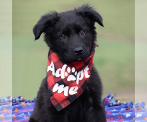 German Shepherd Dog-Unknown Mix Dogs for adoption in Gretna, NE, USA