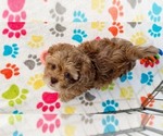 Small #3 ShihPoo