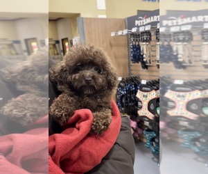 Bichpoo Puppy for sale in OLIVE BRANCH, MS, USA