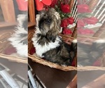 Small Photo #3 Shih Tzu Puppy For Sale in BRIDGETON, NJ, USA