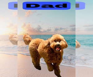 Father of the Goldendoodle (Miniature) puppies born on 07/22/2025