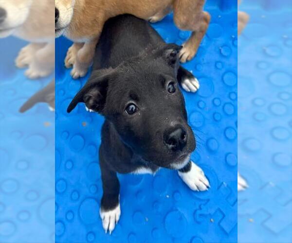 Medium Photo #1 Labrador Retriever-Unknown Mix Puppy For Sale in Dedham, MA, USA