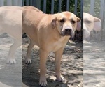 Small Photo #2 Great Dane-Labrador Retriever Mix Puppy For Sale in NEOLA, WV, USA