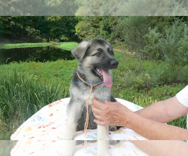 Medium Photo #10 German Shepherd Dog Puppy For Sale in PIEDMONT, MO, USA