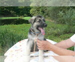 Small #9 German Shepherd Dog