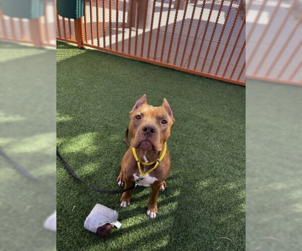 Medium Photo #1 Mutt Puppy For Sale in Las Vegas, NV, USA