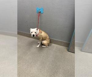 Mutt Dogs for adoption in Las Vegas, NV, USA