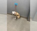 Small Mutt