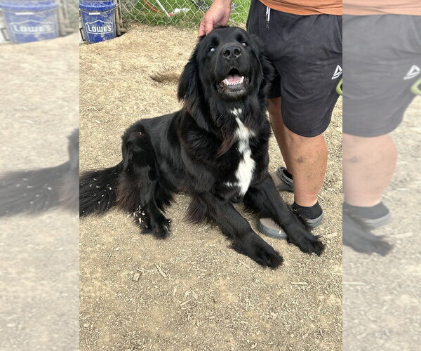 Medium Photo #1 Mutt Puppy For Sale in Silver Spring, MD, USA