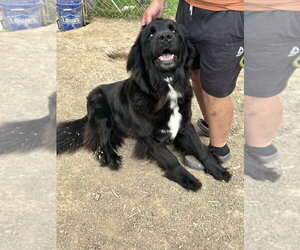 Mutt Dogs for adoption in Silver Spring, MD, USA