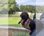 Small #13 Labradoodle