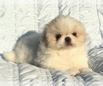 Image preview for Ad Listing. Nickname: Dallas