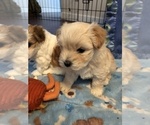 Small Photo #13 Coton de Tulear Puppy For Sale in YELM, WA, USA