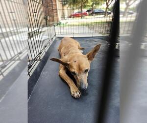 Chihuahua Dogs for adoption in San Antonio, TX, USA