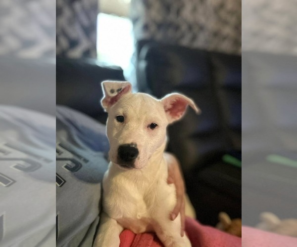 Medium Photo #4 Mutt Puppy For Sale in Germantown, OH, USA