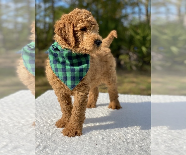 Medium Photo #10 Goldendoodle Puppy For Sale in FROSTPROOF, FL, USA