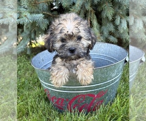 Shorkie Tzu Puppy for sale in MIDDLEBURY, IN, USA