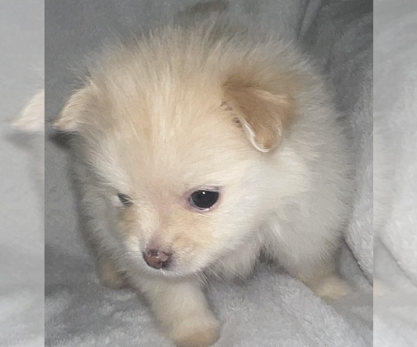 Medium Photo #4 Pomeranian Puppy For Sale in PORTLAND, ME, USA