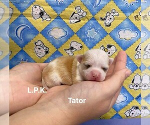 Chihuahua Puppy for sale in WINNSBORO, LA, USA