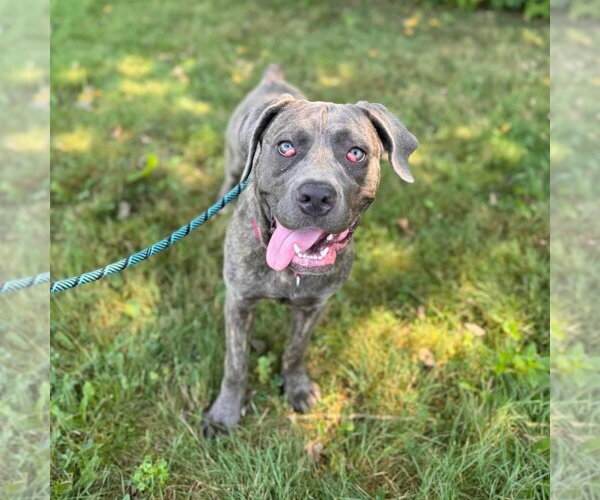 Medium Photo #4 Mutt Puppy For Sale in Muskegon, MI, USA