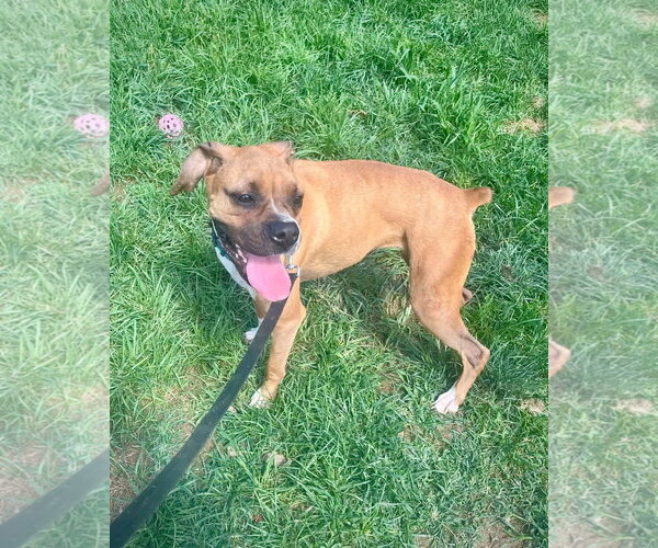 Medium Photo #3 Boxer Puppy For Sale in Dumont, NJ, USA