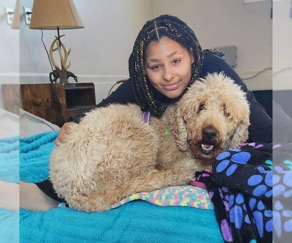 Medium Photo #2 Golden Retriever Puppy For Sale in Silver Spring, MD, USA