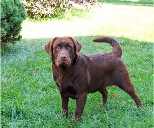 Medium Photo #1 Labrador Retriever Puppy For Sale in SYRACUSE, IN, USA