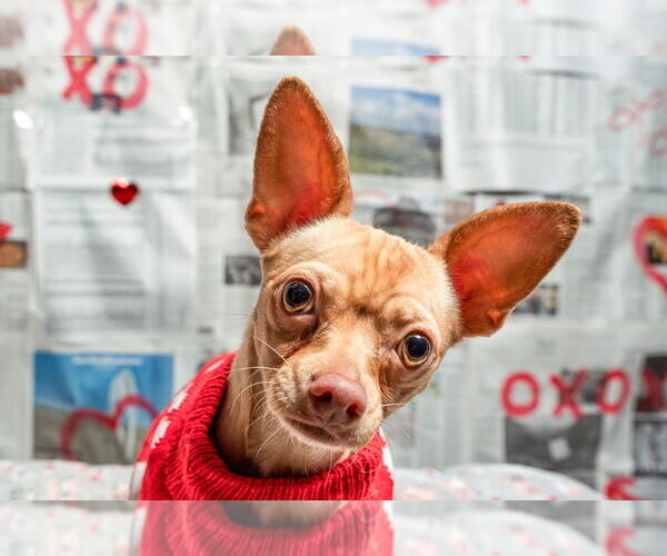 Medium Photo #2 Chihuahua Puppy For Sale in Mundelein, IL, USA