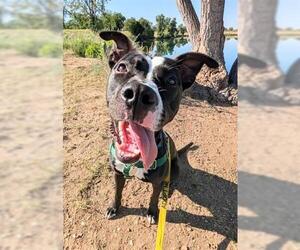 American Pit Bull Terrier Dogs for adoption in Brighton, CO, USA
